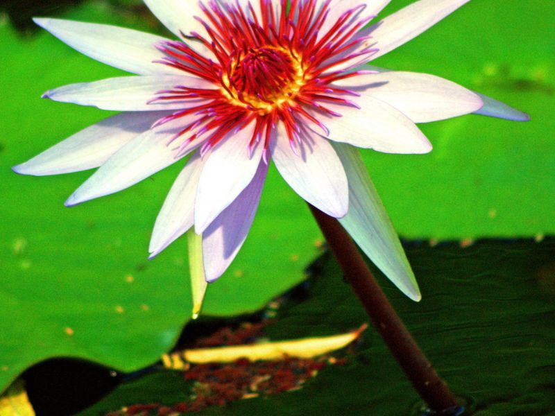 A Cape Blue Water Lily in Waimea Valley, Oahu, Hawaii. Smithsonian