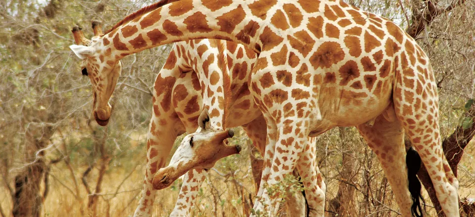  Seeing giraffes on safari 