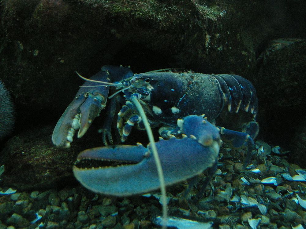 European lobster