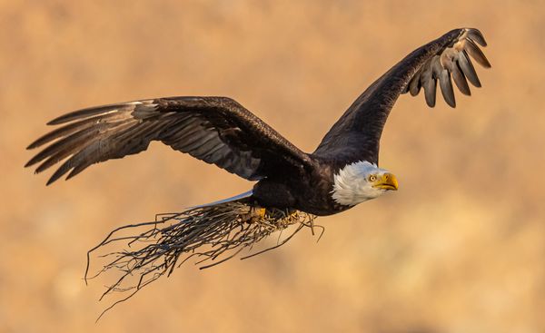 Bald Eagle Snags Grass For Nesting thumbnail