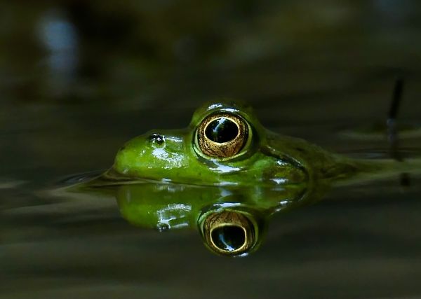 Frog Eyes thumbnail