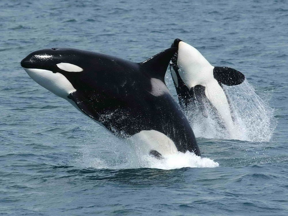 Orcas Breaching