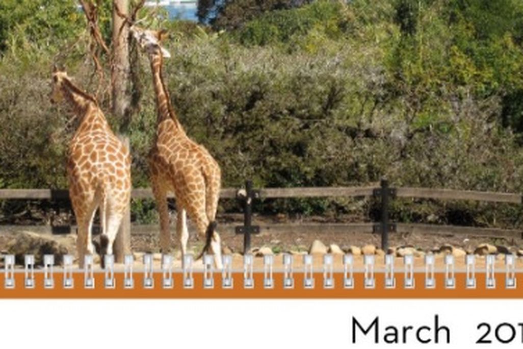 photo of giraffes