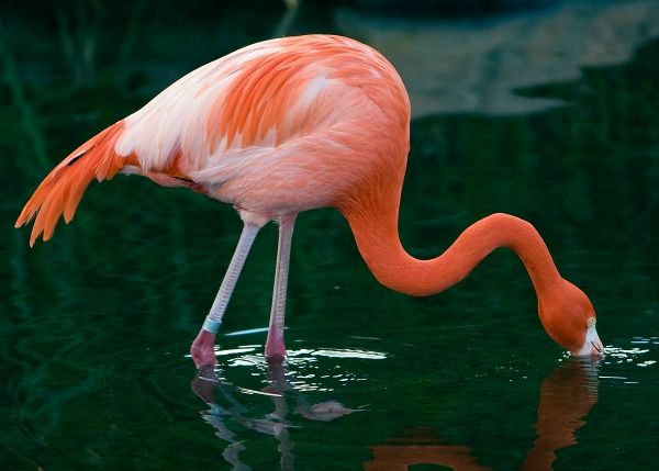 Flamingos depend on plant-derived chemical compounds to color their feathers, legs and beaks.