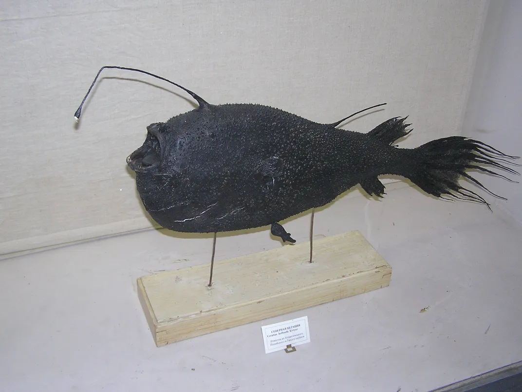 sea devil anglerfish