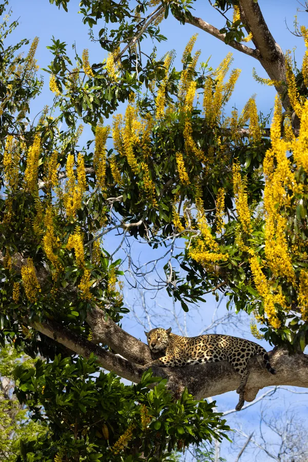 Canopy Loft thumbnail