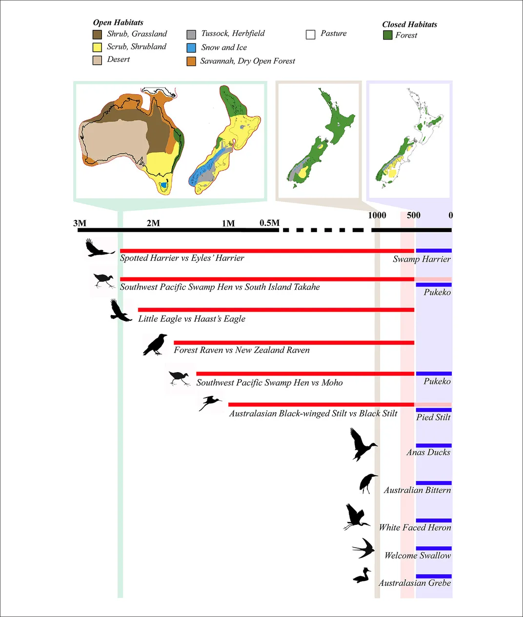 New Zealand Bird Timeline