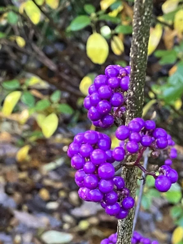 Gorgeous berries thumbnail