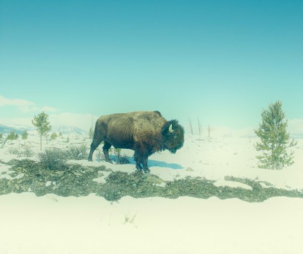 Yellowstone Park Wyoming thumbnail