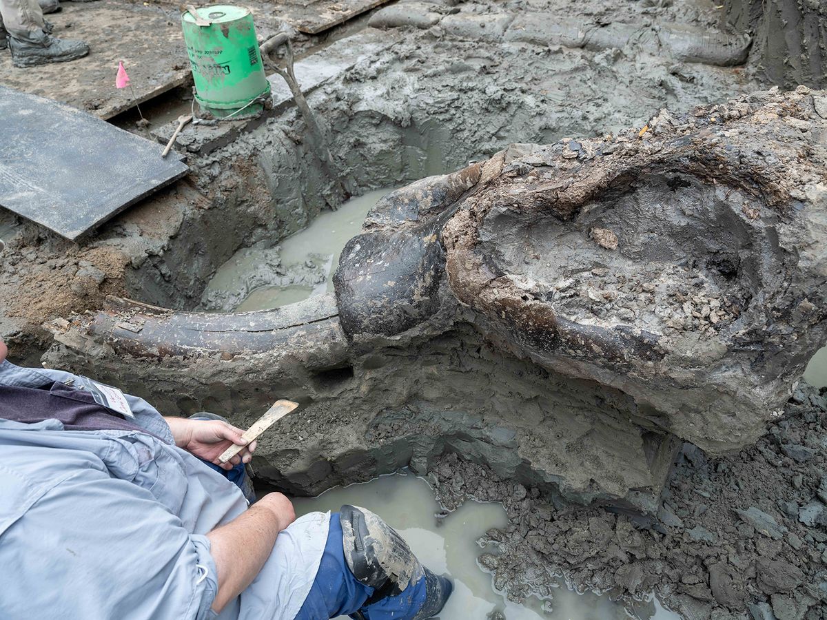 13,600-Year-Old Mastodon Skull Uncovered in Iowa | Smithsonian