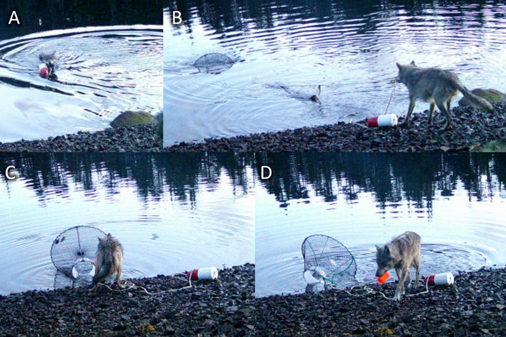 Four panes showing a wolf pulling up a crab trap