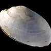 Zigzags on a Shell From Java Are the Oldest Human Engravings icon