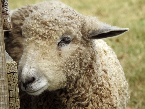 Sheep at Colonial Williamsburg thumbnail