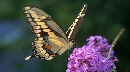 The giant swallowtail, a Southern butterfly, has historically not been found in Massachusetts, but in recent years it has appeared more and more frequently.