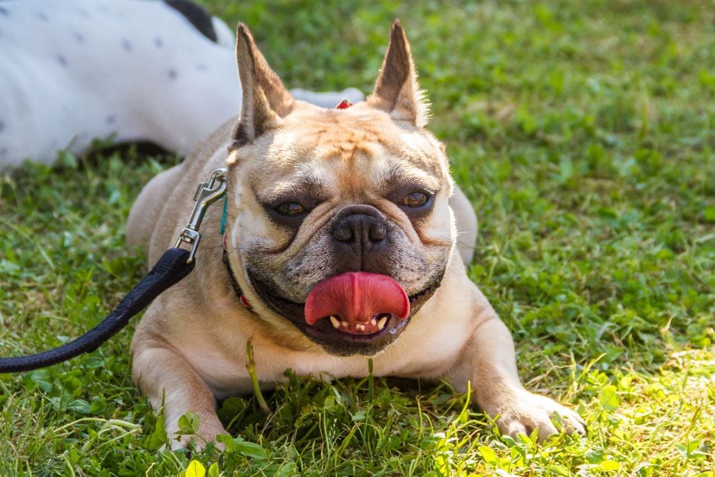 An image of of a panting french bull dog laying belly-down in the grass