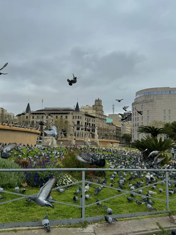 The Birds of Barcelona thumbnail