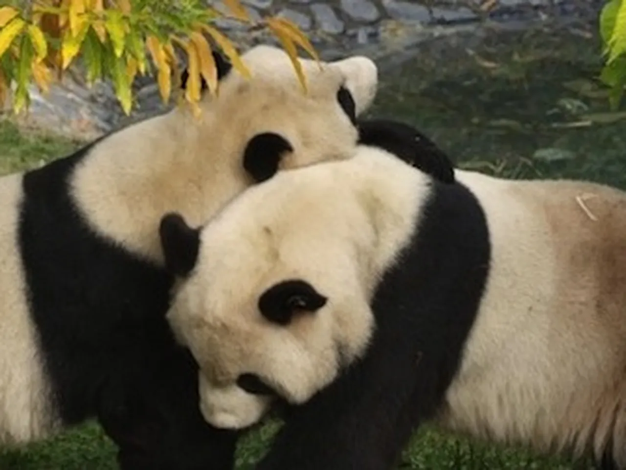 Cool New Panda Cams Deliver Panda Life in Living Color