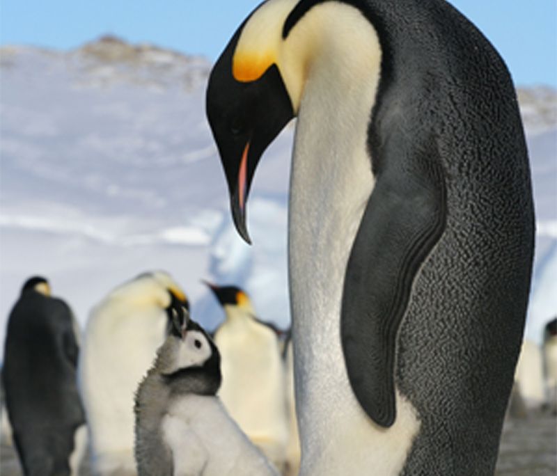 20110520104029penguins.jpg
