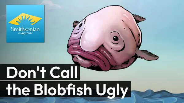 Preview thumbnail for Don't Call the Blobfish Ugly