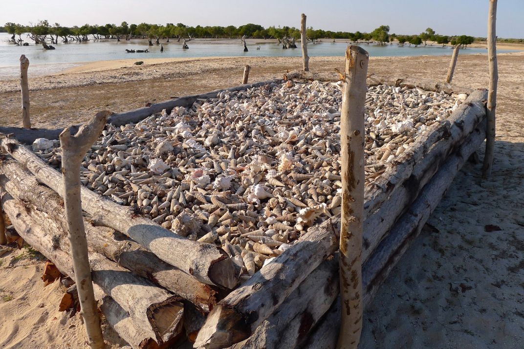 A mangrove-wood kiln 