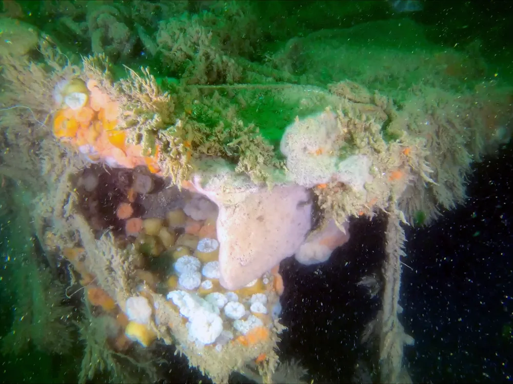द्वितीय विश्व युद्ध का जहाज़ का मलबा उत्तरी सागर में ज़हरीले रसायनों का रिसाव कर रहा है | World War II shipwreck is leaking toxic chemicals into the North Sea