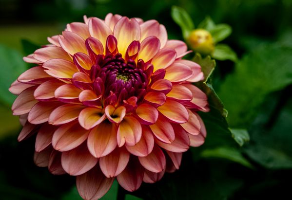 Skagit Valley Dahlia thumbnail