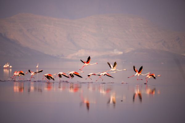 Running before flying thumbnail