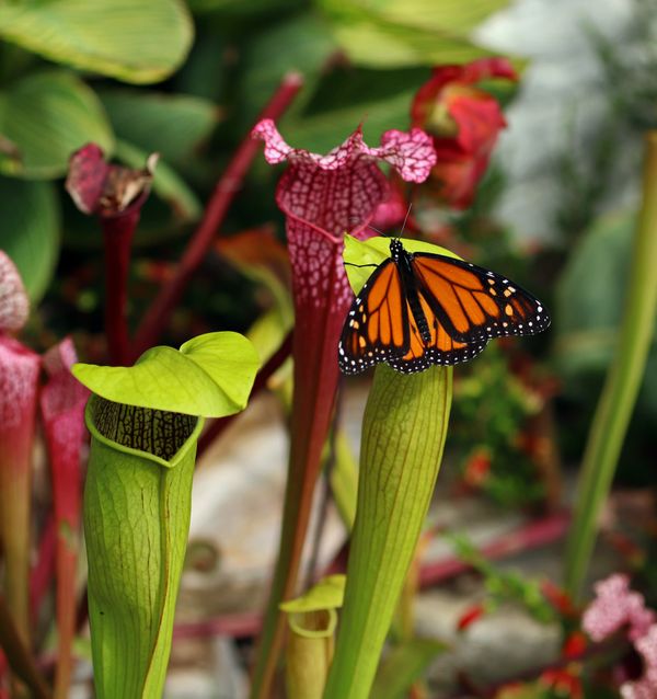 Monarch Butterfly on Pitcher Plant thumbnail