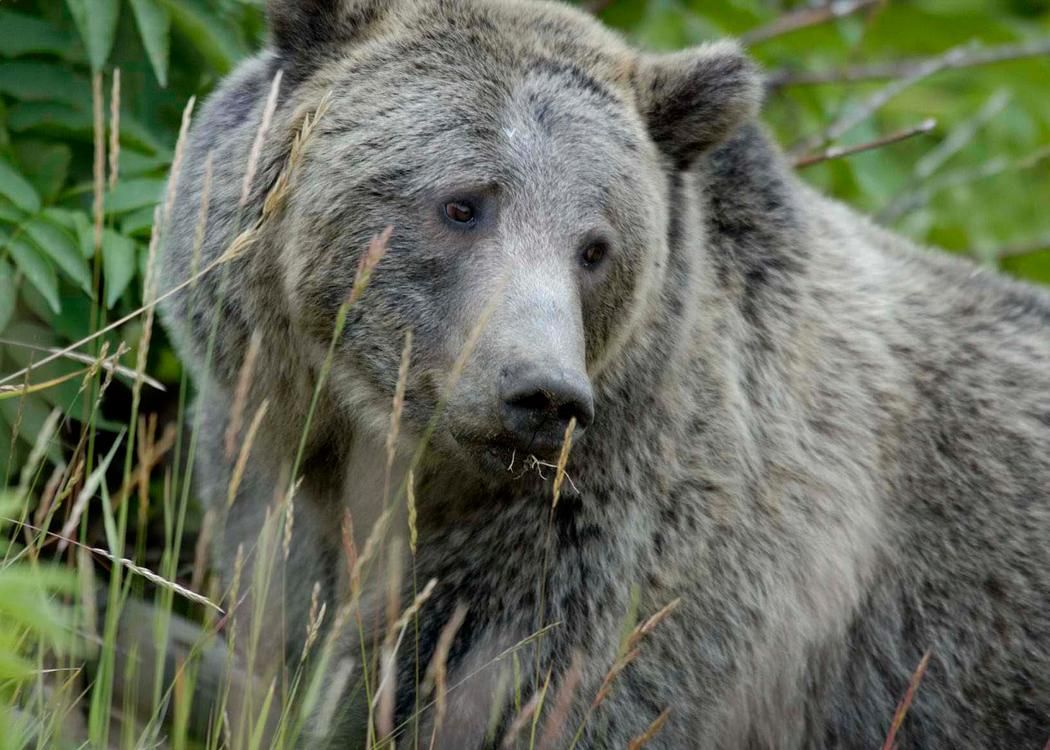 Federal Judge Cancels Yellowstone Grizzly Hunt, Restores Species  Protections | Smart News| Smithsonian Magazine
