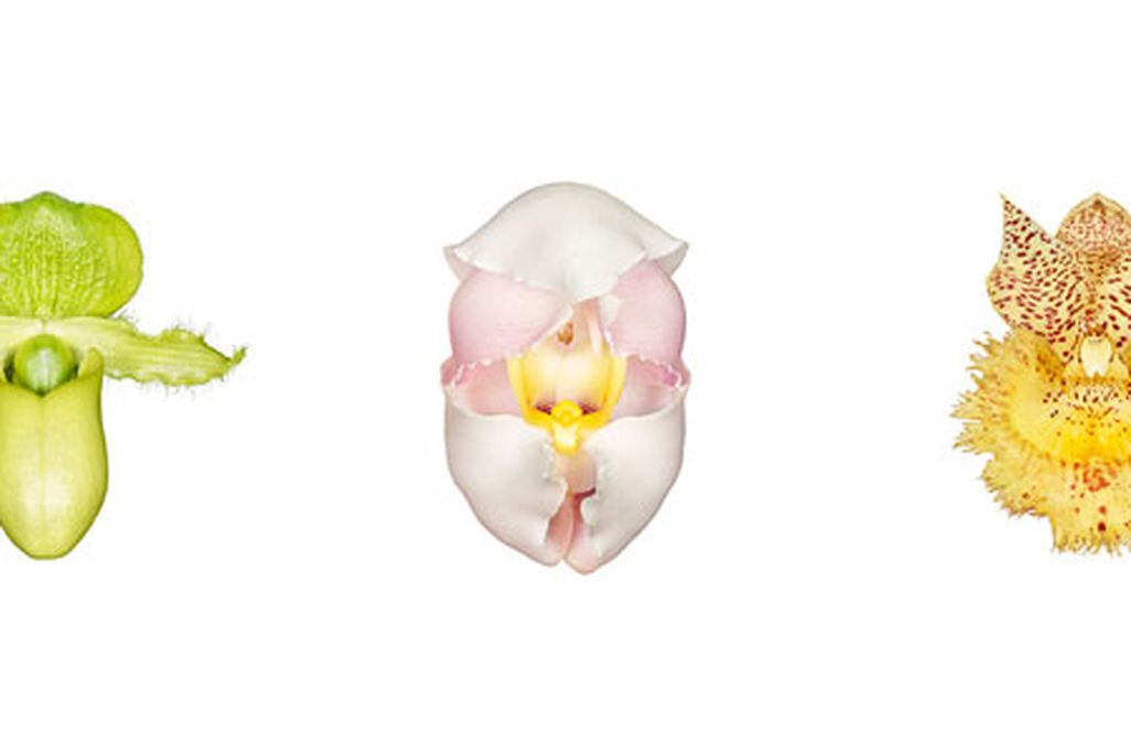Orchids