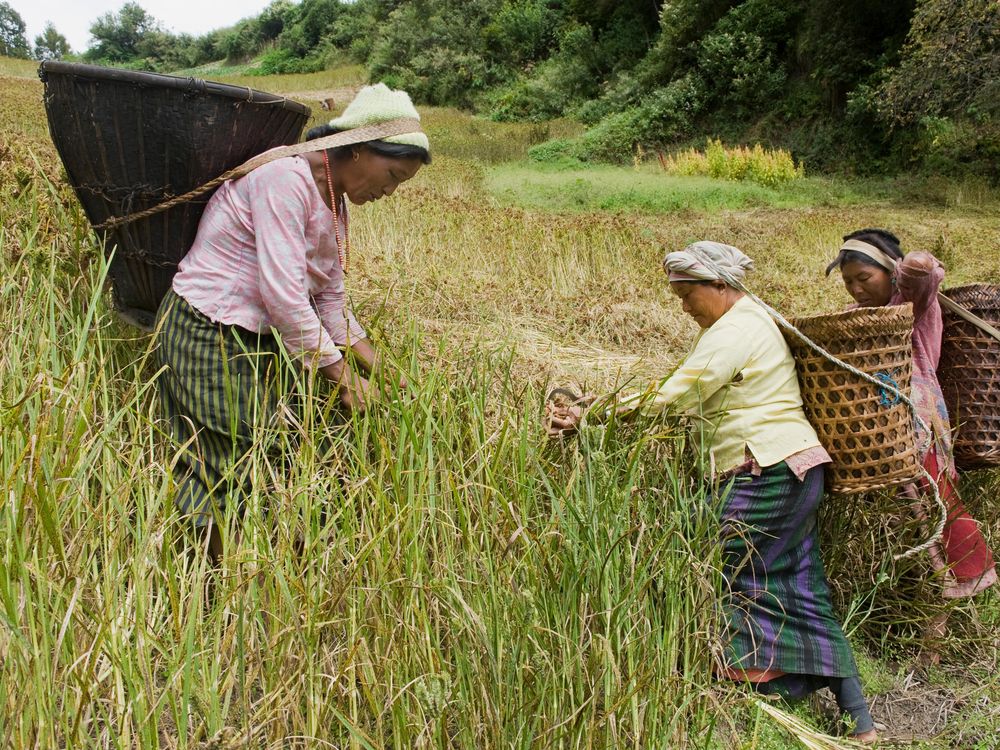 millet farming