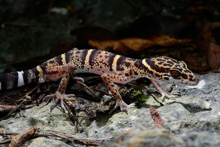 A Libo leopard gecko (Goniurosaurus liboensis). After this species of cave gecko was first described in 2013, it quickly appeared online for sale. 