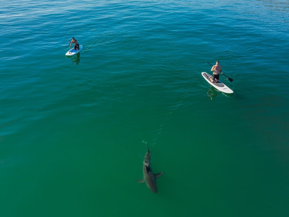 drone shot of two paddle boarders near a shark