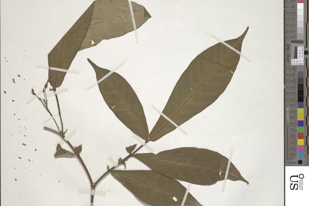 pressed leaves in a museum collection with notes