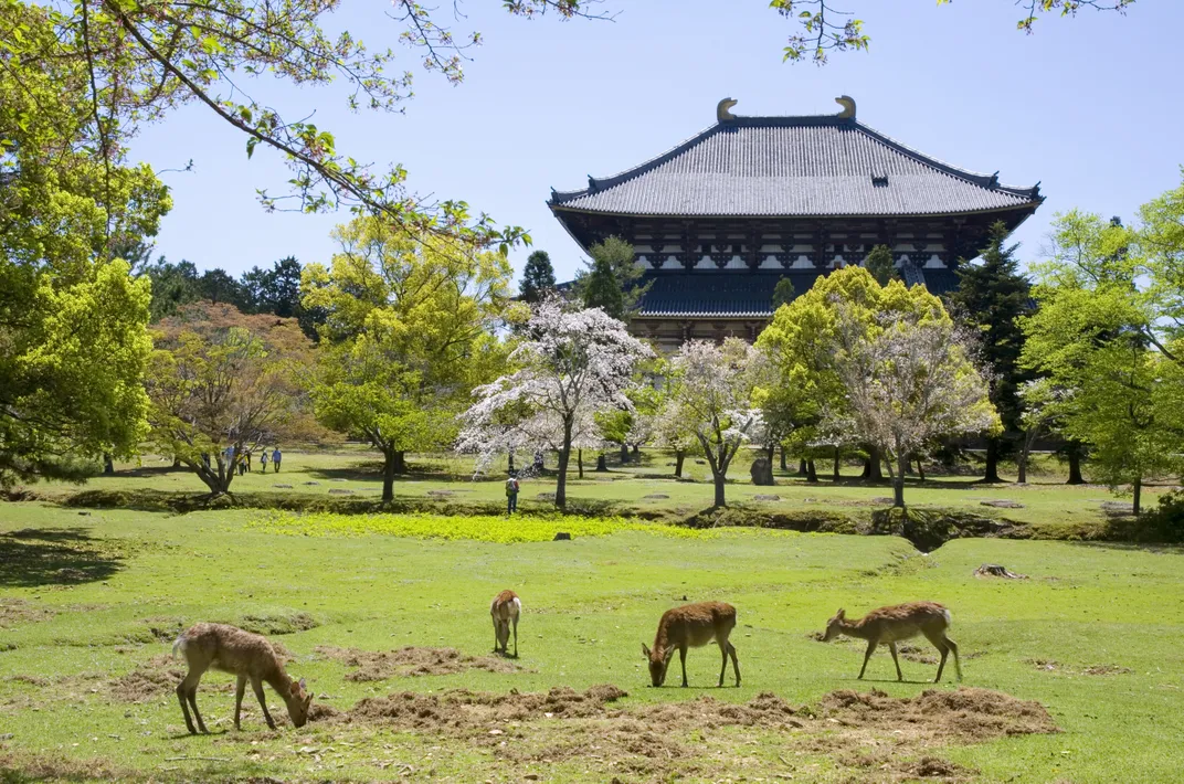 Deer at Todai-ji Temple, Nara