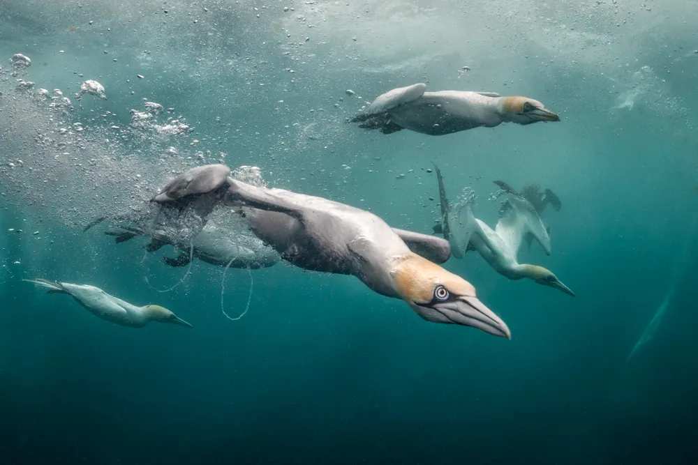 six seabirds with yellow heads dive through the water, their bodies streamlined