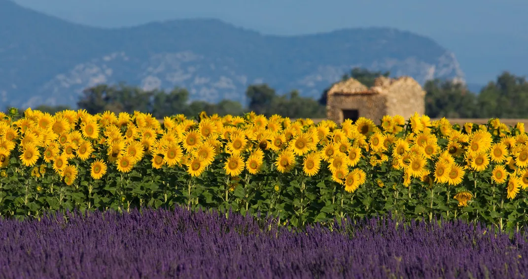 Landscape of sunflowers in Provence