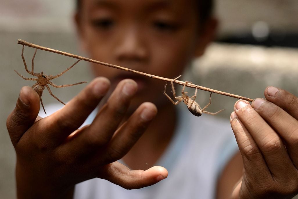 Spider Wrestling in the Philippines