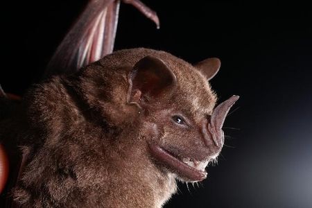 A Jamaican fruit bat (Artibeus jamaicensis), one of the species that contributed to the guano researchers used to study the climates of the past.