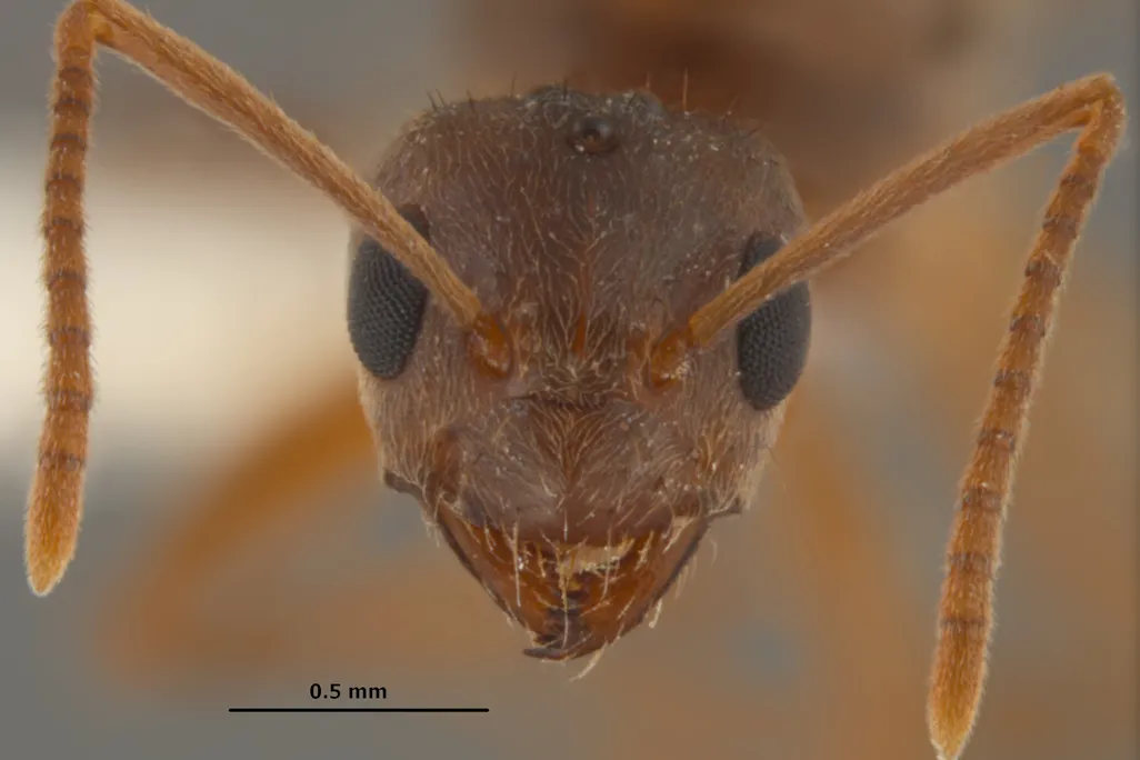 A crazy ant queen.
