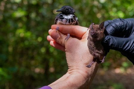 bat bird census cover copy.jpg