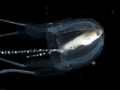 A similar species of Irukandji jellyfish, but with the tentacles (and a fishy lunch inside). 