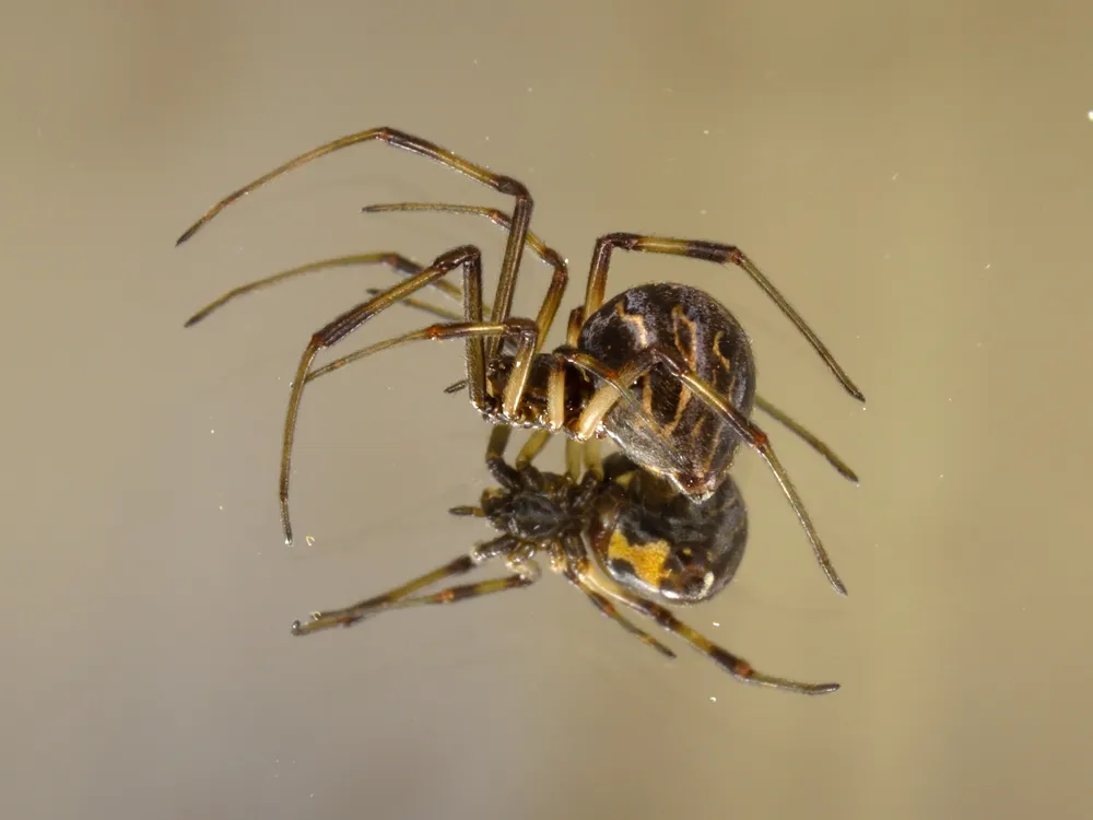 Juvenile Black Widow Spider | Smithsonian Photo Contest | Smithsonian  Magazine, image size:1000x750