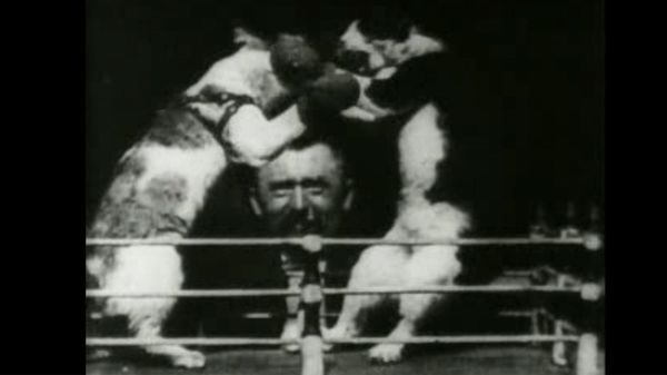 Preview thumbnail for Thomas Edison's Boxing Cats