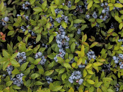 Keeping the Spirit of Maine’s Wild Blueberry Harvest Alive image