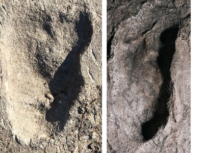 The footprints from site A (left) look similar to those excavated from site G (right), but they are much wider.&nbsp;