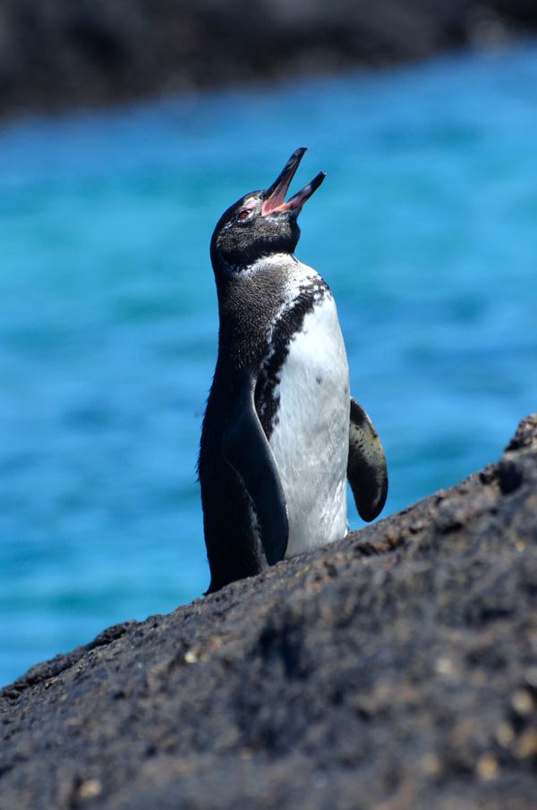 Galapagos Penguin Lets Out a Cry thumbnail