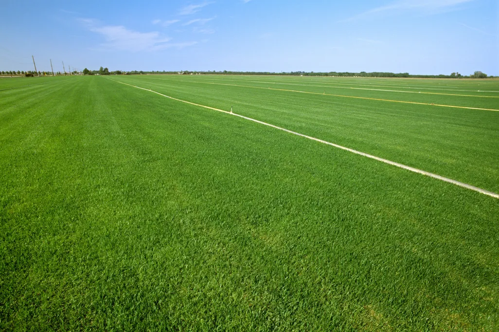 Farm field California
