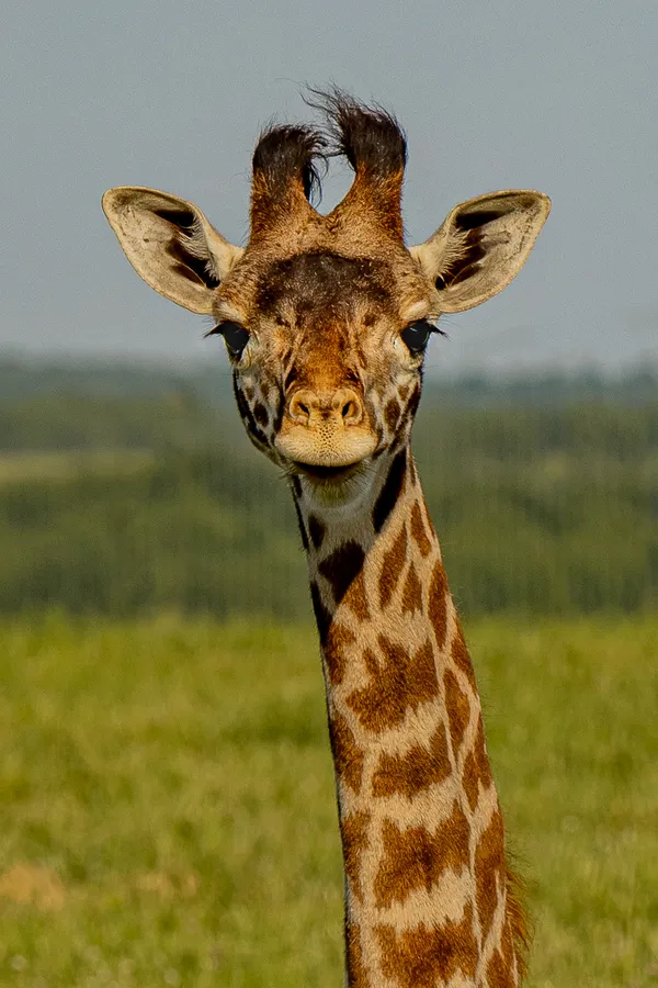 Giraffe Close Up thumbnail