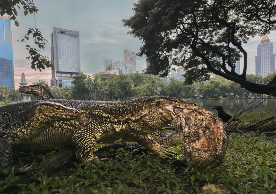 a monitor lizard carries a fish in an urban park with a city skyline in the background. A few others surround it, including a bird